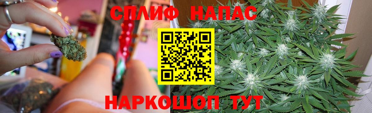 Марихуана сатива Карачаевск